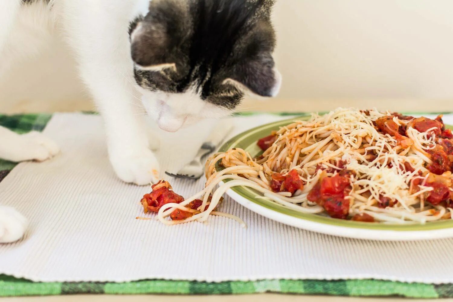 Котик с макаронами. Еда для кошек. Кот и спагетти. Коты едят спагетти. Собака лапша