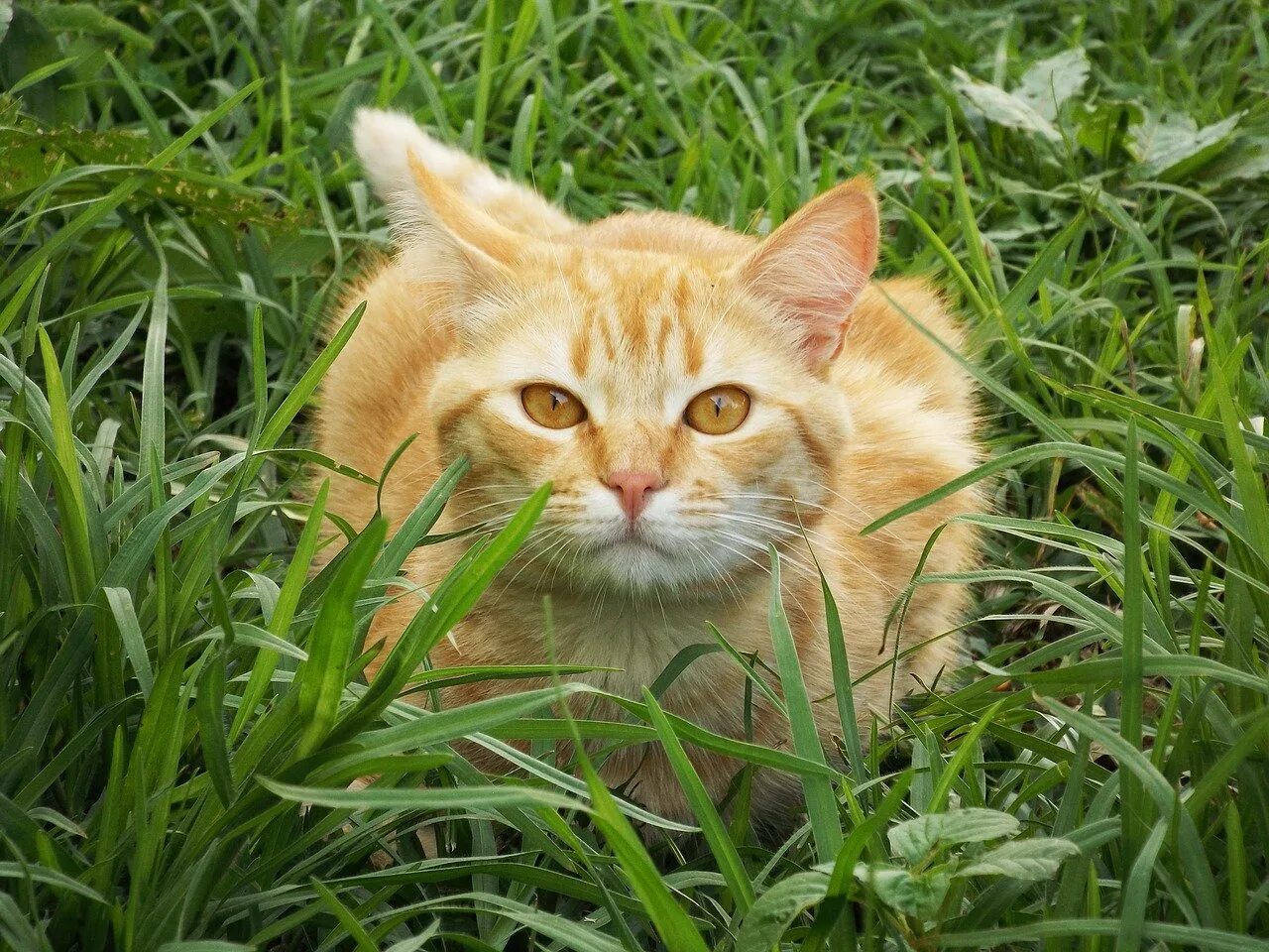 Желтого рыжего кота