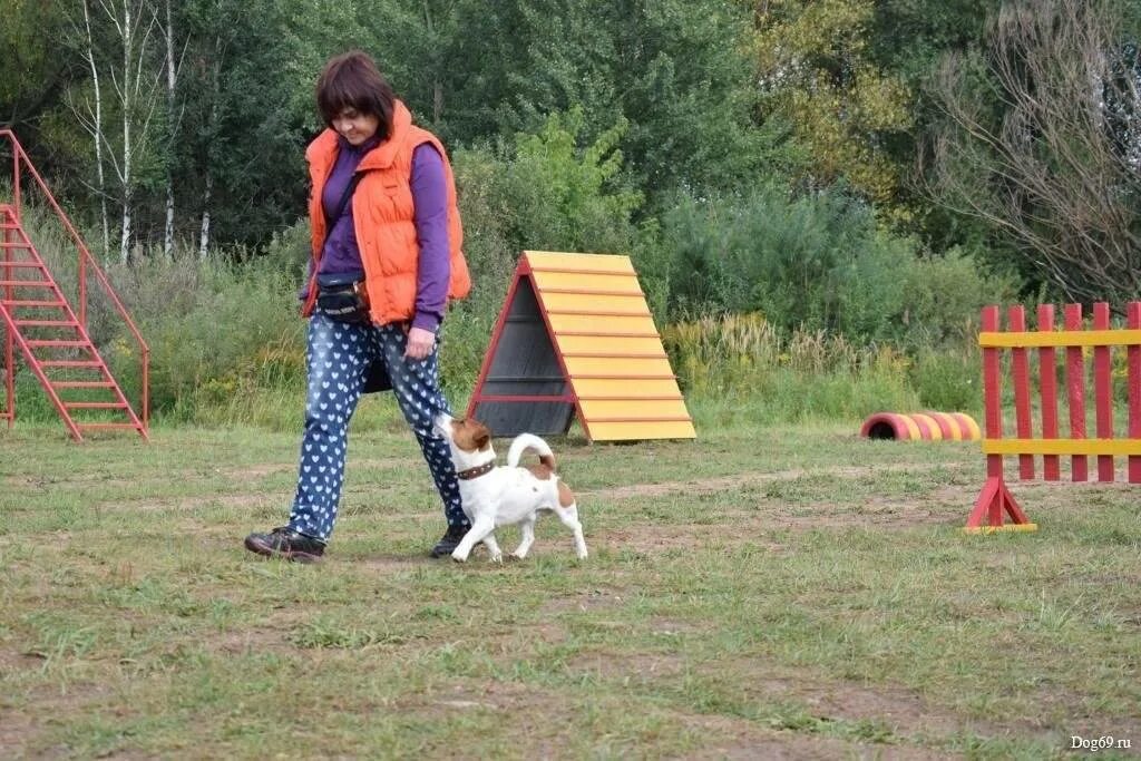 Окд для собак. Курсы дрессировки для собак. Кинолог окд. Немецкая овчарка зкс. Курсы дрессировки собак.