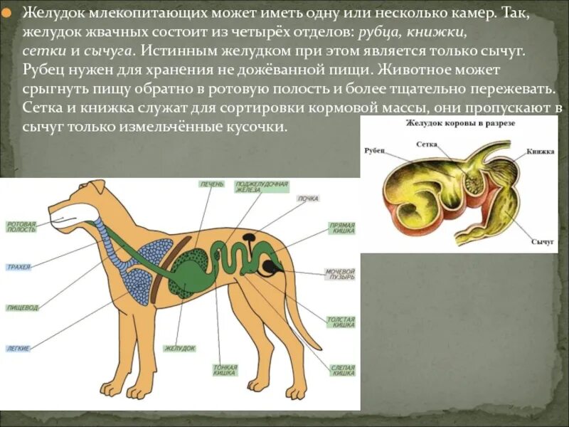 У кого из млекопитающих нет желудка. Млекопитающие пищеварительная система жвачные. Пищеварительная система млекопитающих жвачных животных. Отделы пищеварительной системы жвачных животных. Млекопитающие жвачные строение желудка.