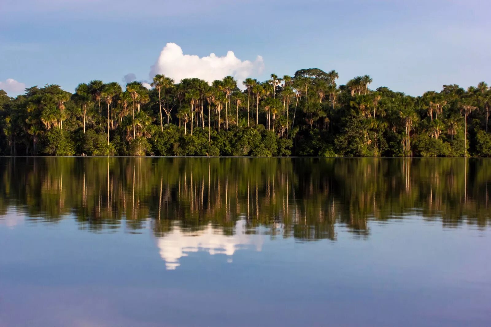 Перу Амазония. Икитос джунгли. Озеро Сандоваль. Гвинейская Амазония.