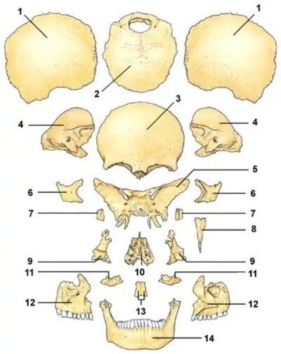 Строение кости черепа человека. Кости лицевого черепа анатомия строение. Лицевые кости черепа человека анатомия. Кости черепа отдельно анатомия. Назови кости черепа