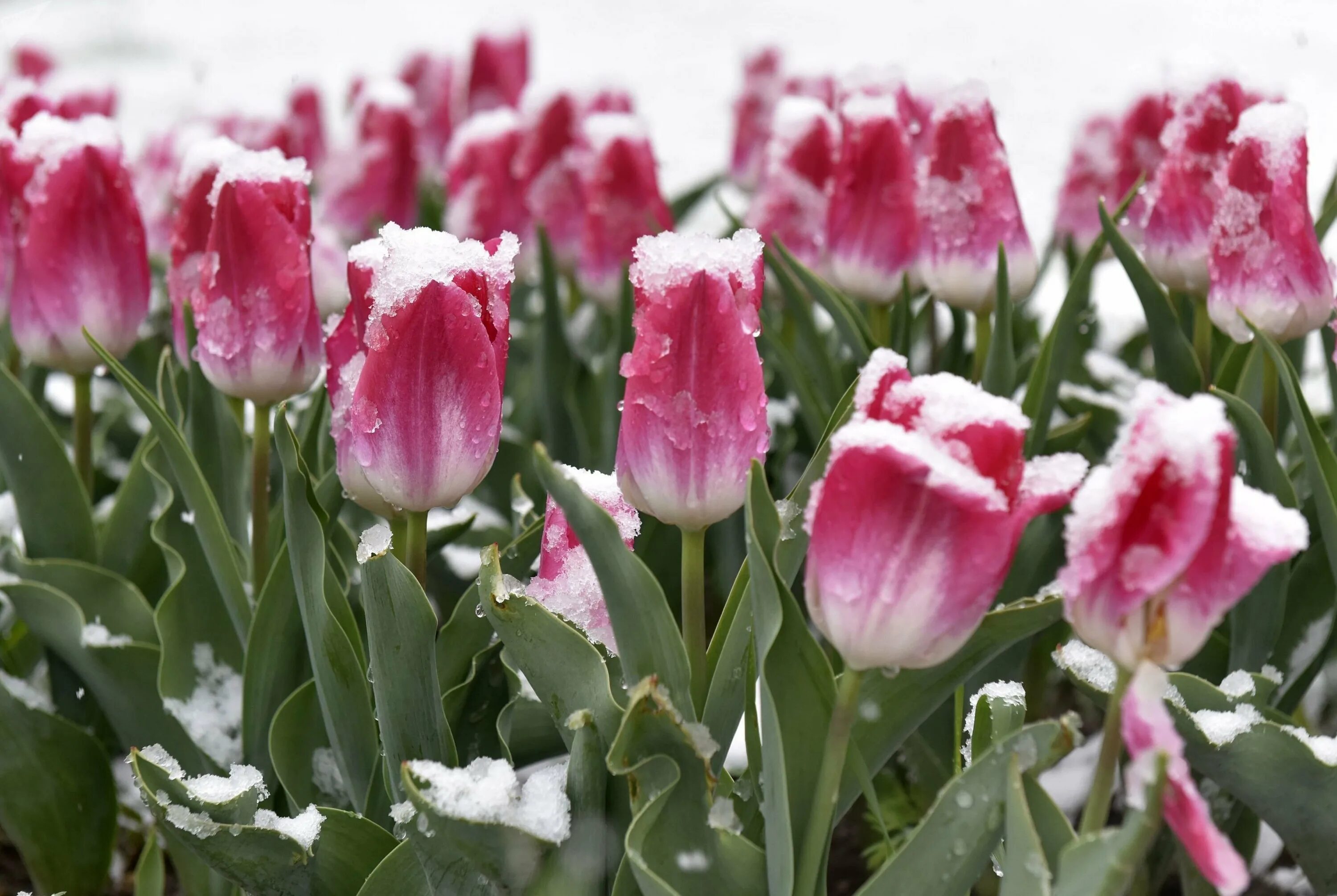 Тюльпаны в снегу. Весенние тюльпаны в снегу. Розовые тюльпаны на снегу. Тюльпаны в снегу. Замерзшие тюльпаны.