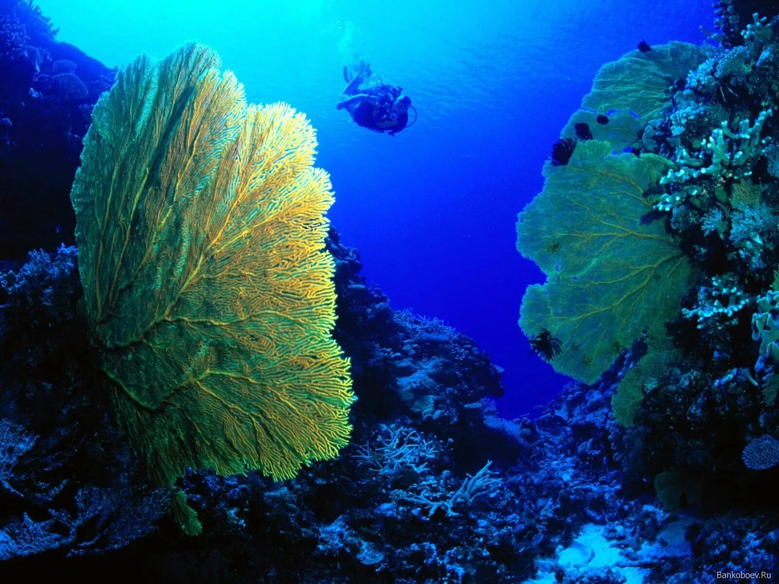 Водоросли и свет. Подводные растения. Подводные пейзажи. Кораллы под водой. Морские глубины.
