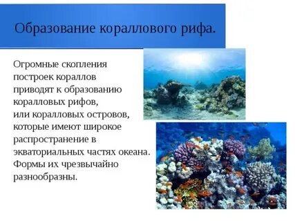 Коралловые рифы создаются деятельностью