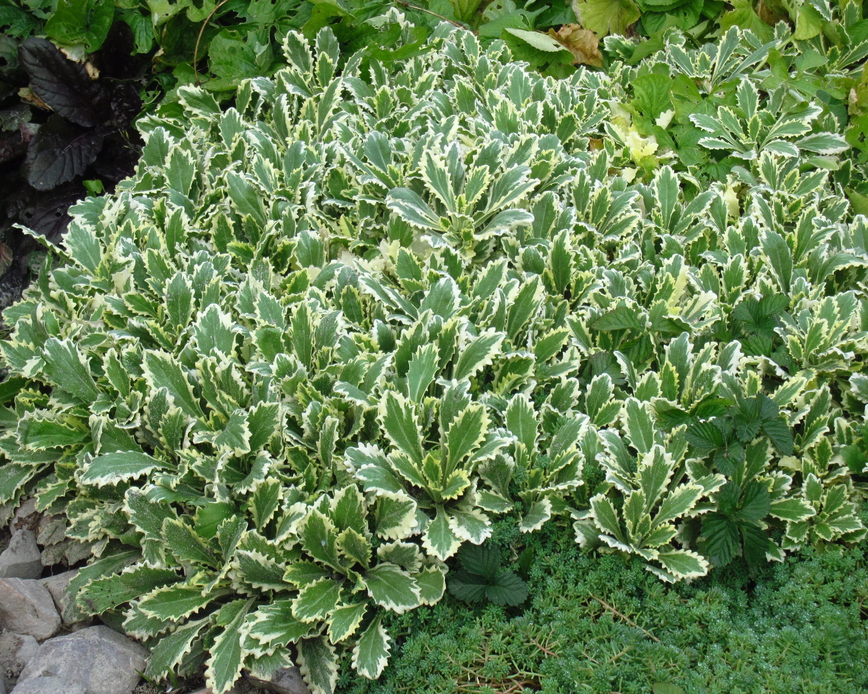 Арабис фердинанда кобургского variegata. Резуха кавказская variegata. Арабис кобургского "variegata". Арабис резуха кавказская. Арабис кобургского вариегата.