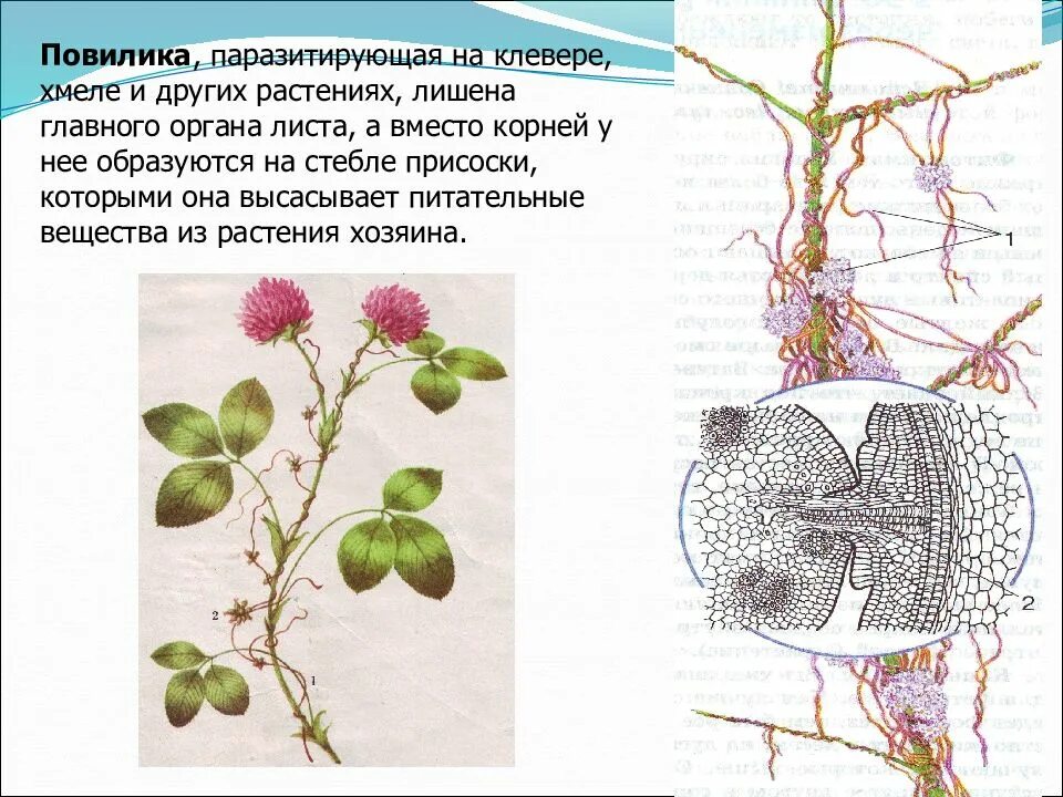 Редукция листьев