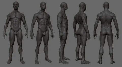 Zbrush Anatomy, 3d Anatomy, Anatomy Study, Anatomy Drawing, Body Reference,...