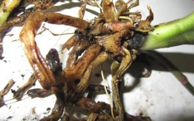 Здоровые корни орхидеи фаленопсис. Фузариоз орхидей. Дендробиум фаленопсис гнили. Гнилые корни у орхидеи. Орхидея фаленопсис гнилые корни.