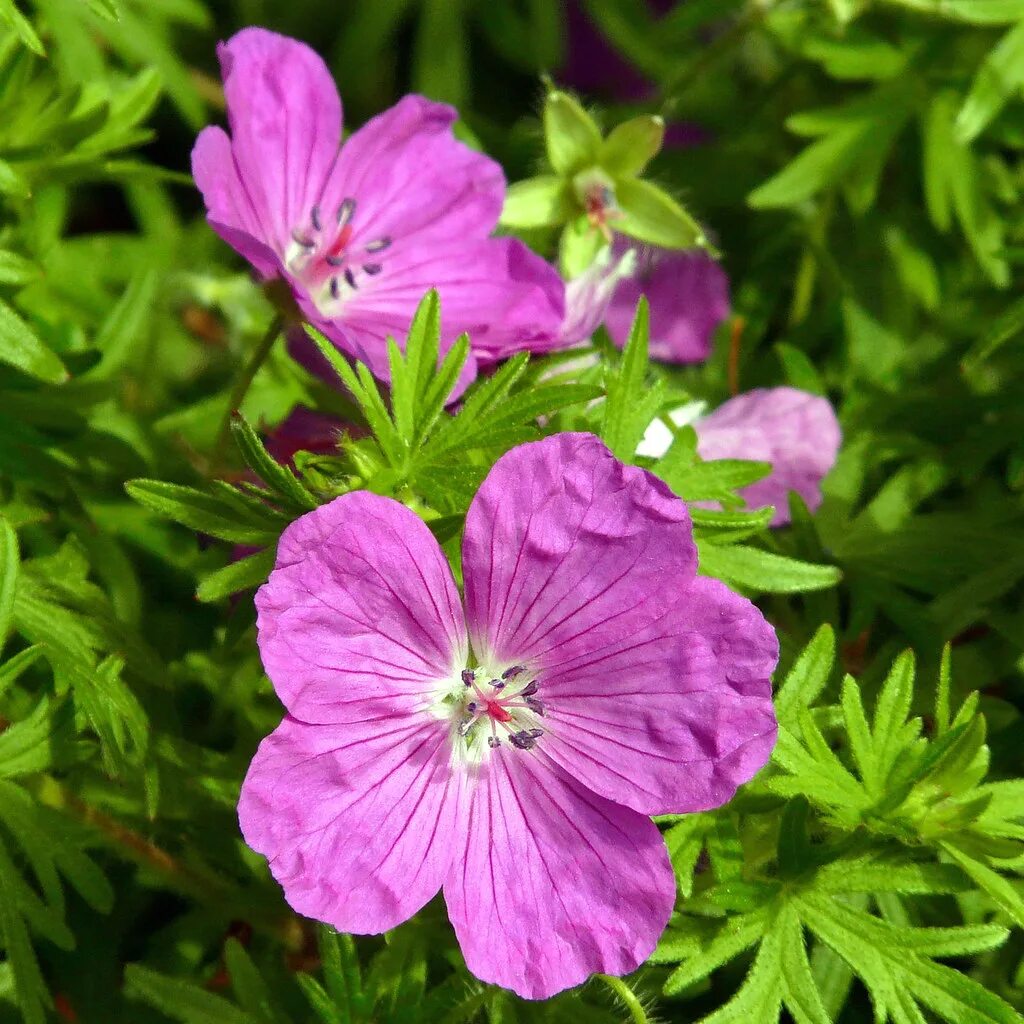 Герань sanguineum. Geranium sanguineum "Vision Violet". Герань кроваво-красная Vision Violet. Герань sanguineum ‘Vision’.