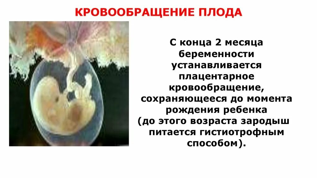 Гемодинамика при беременности. Гистиотрофный Тип питания зародыша это. Гистиотрофный Тип питания у зародыша человека это. Сердечный зародыш плода.