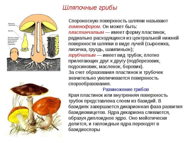 Тело пластинчатых имеет. Шляпочный гриб шляпочный гриб. Царство грибов Шляпочные. Шляпочные грибы высшие грибы. Плодовые тела шляпочных грибов пластинчатый и трубчатый гименофор.