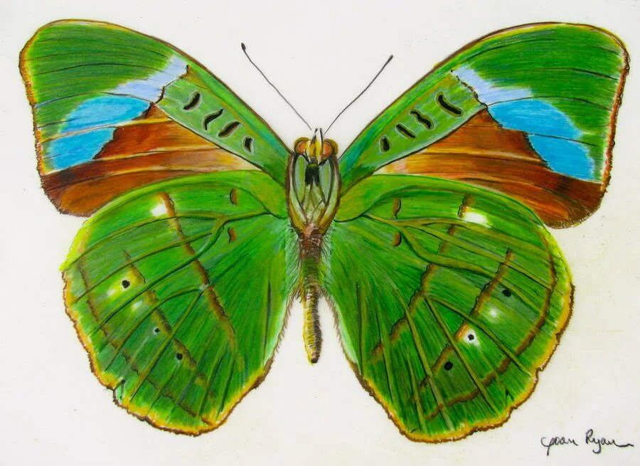 Разноцветные жуки и бабочки. Бабочка цветными карандашами. Бабочка рисунок. Разноцветные Стрекозы и бабочки. Рисунки бабочек и стрекоз.