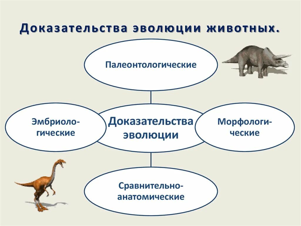 К общим правилам эволюции групп. Доказательства эволюции палеонтологические доказательства. Доказательства эволюции таблица 10 класс. Доказательства эволюции животных схема. Доказательства эволюции биология 10 класс.