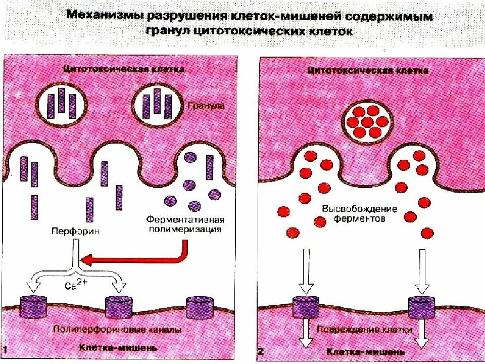 Механизмы разрушения клеток мишеней. Разрушение клетки. Разрушение клеточной мембраны. Цитотоксический эффект в клеточных реакциях иммунитета:.