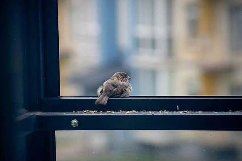 Залететь в окно сонник. Птицы на окна. Птичка на подоконнике. Птички за окном. Воробей на подоконнике.