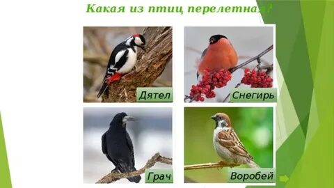 Перелетные птицы дятел