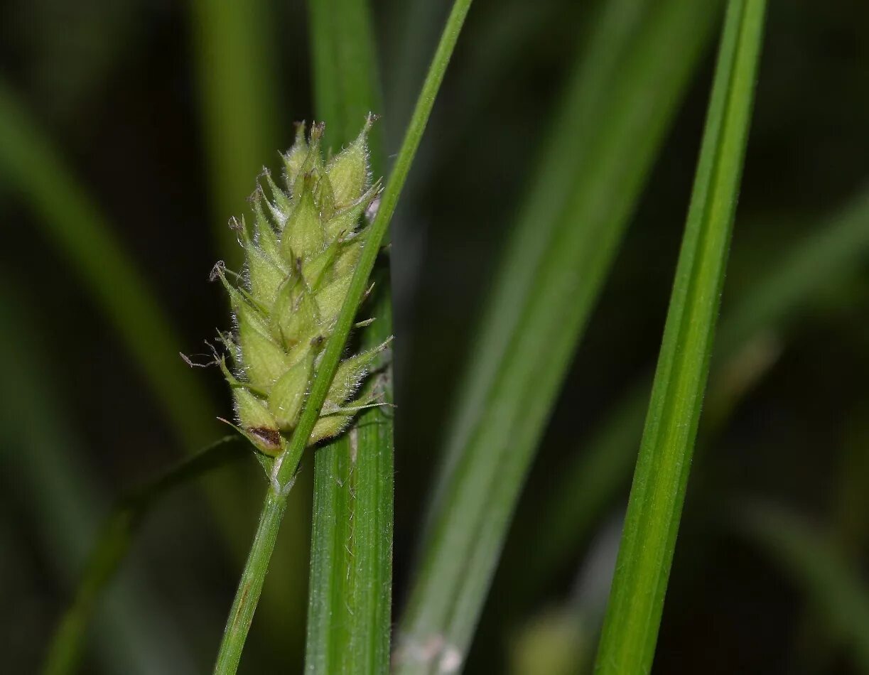 Осока дернистая carex cespitosa. Осока семейство. Осока метельчатая monet. Осока ежисто-колючая. Осока вздутая - carex rostrata.