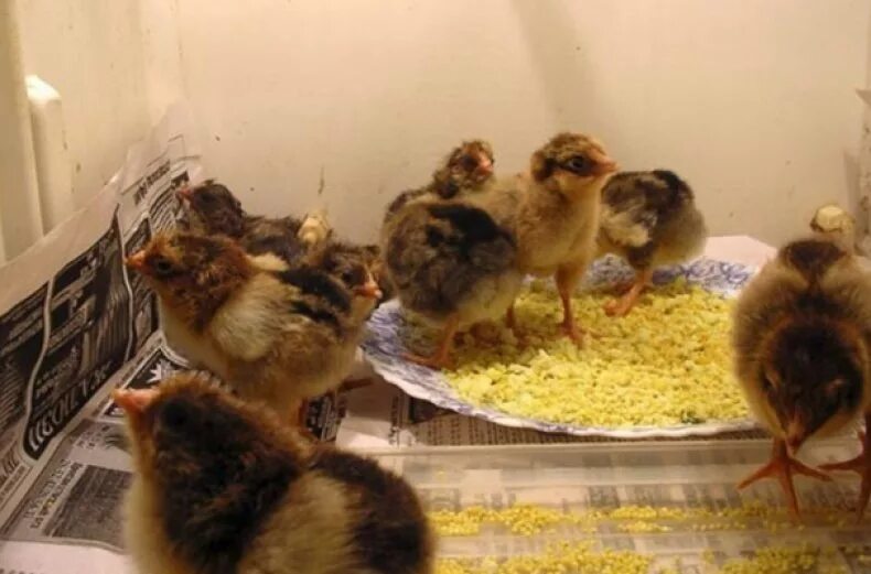 С какого возраста цыплят. Цыпленок кушает. Питание цыплят. Цыплята кормятся. Цыпленок 1 день.