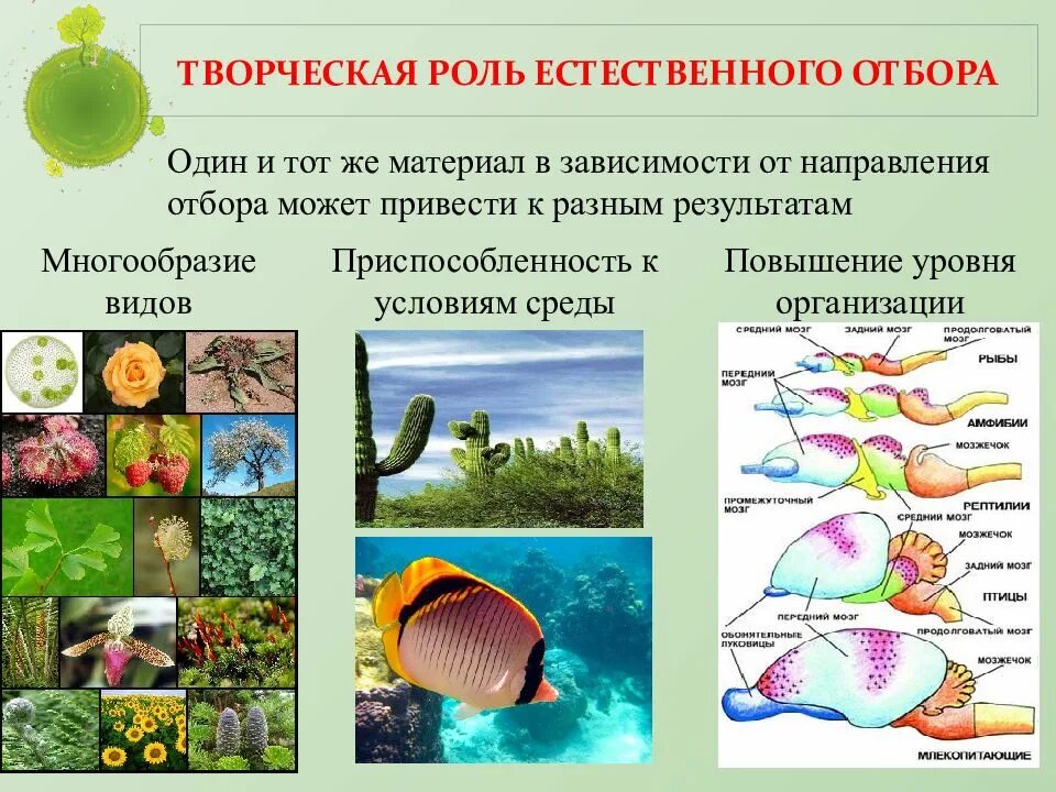 Примеры взаимоприспособленности видов в природе