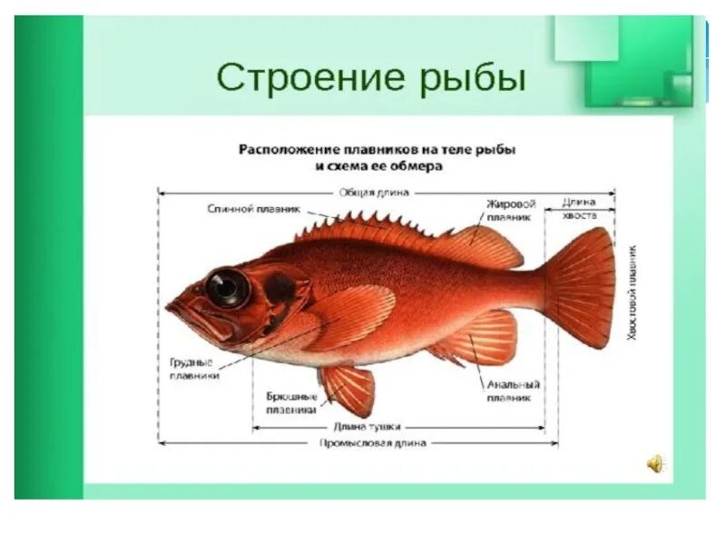 Строение рыбы. Строение тела рыбы. Строение и классификация рыб. Строение частей рыбы.