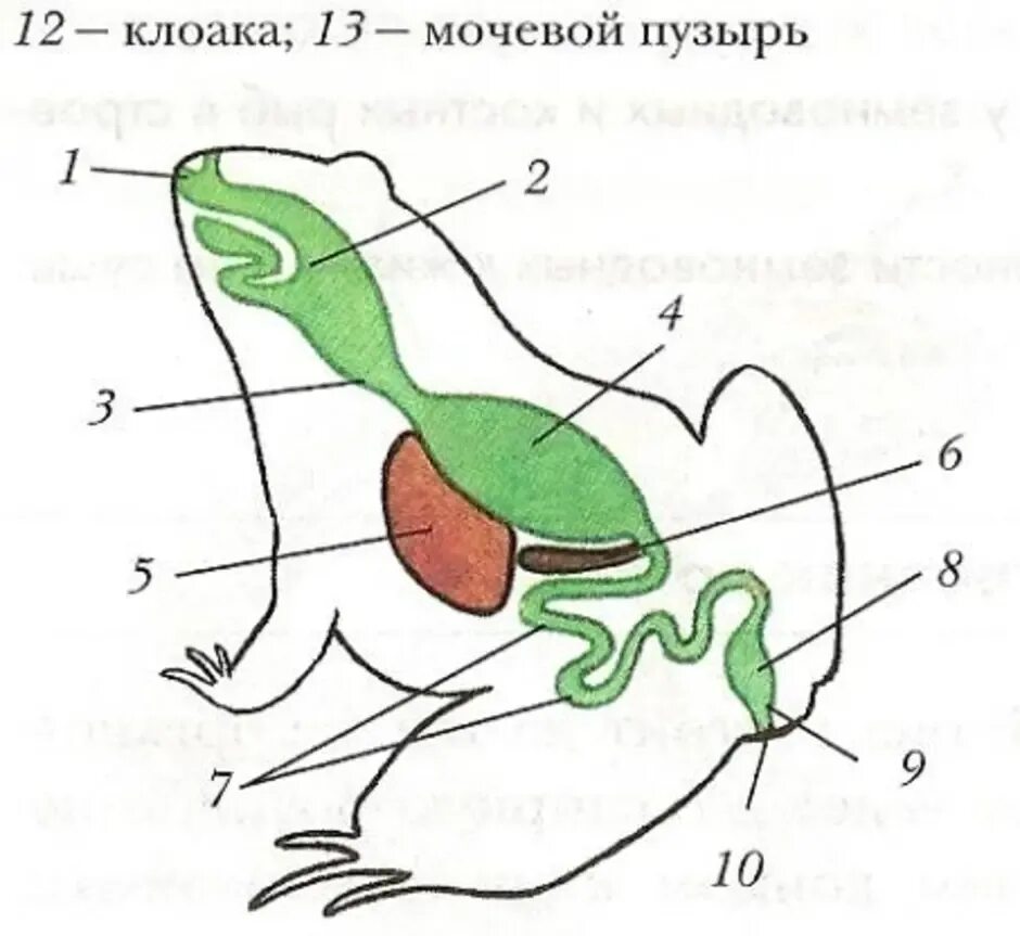 Система пищеварительной системы лягушки. Пищеварительная система земноводных. Пищеварительная система лягушки 7 класс. Схема пищеварительной системы лягушки.