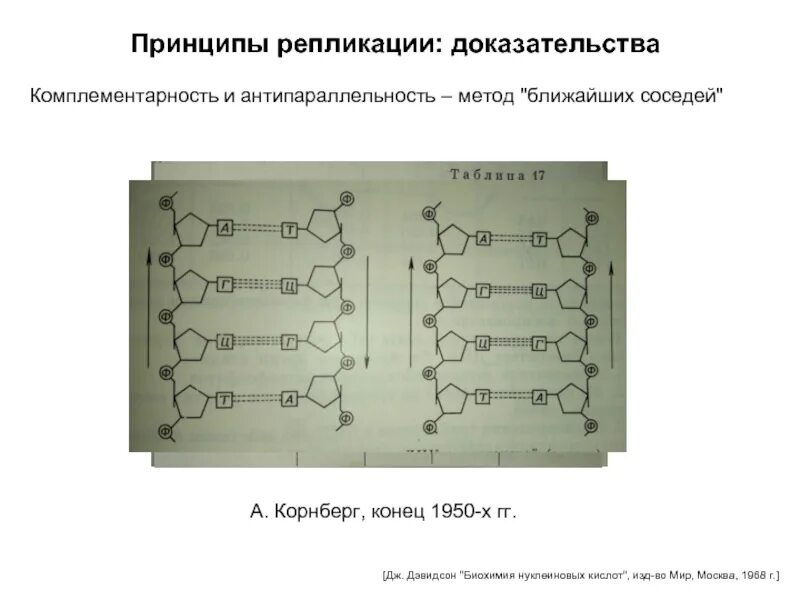 Комплементарность репликации днк. Принципы репликации днк комплементарность антипараллельность. антипараллельность репликации. принципы репликации днк антипараллельность. принципы репликации днк комплементарность.