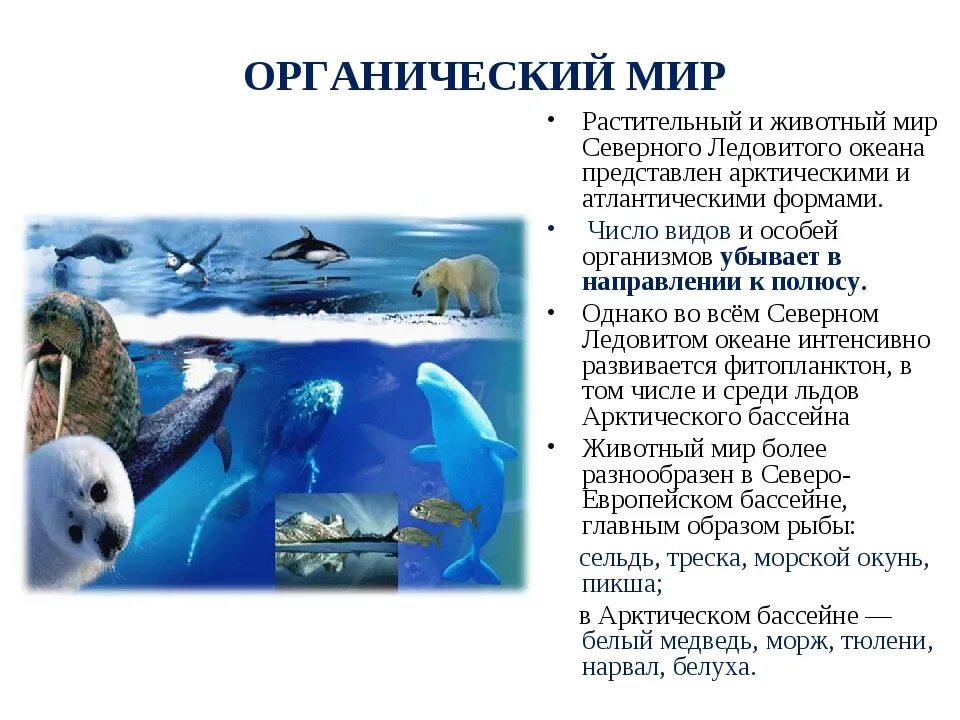 Как изменяется органический мир океанов с глубиной. Растительный и животный мир северного ледовитого океана. органический мир северного ледовитого океана. животные и растения северного ледовитого океана. обитатели северного ледовитого океана.