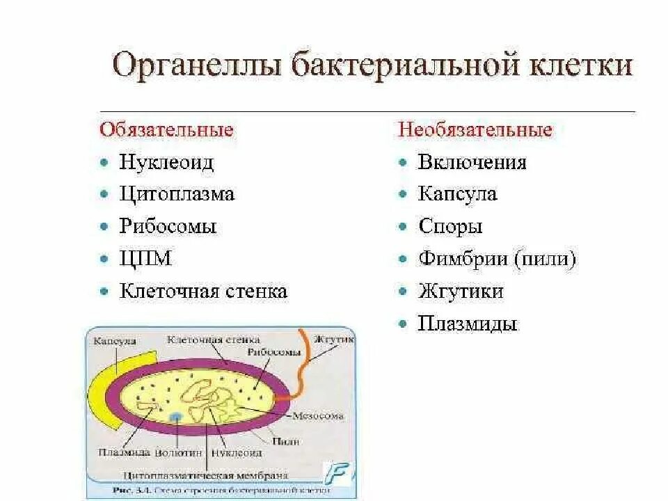 Органоиды бактериальной клетки. Бактериальная клетка строение основные органоиды клетки. Непостоянные органоиды бактериальной клетки. Бактериальная клетка строение и функции органоидов. Органоиды клетки прокариотов