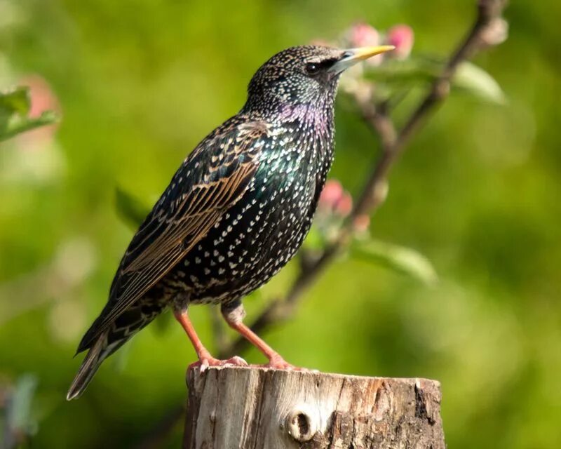 Обыкновенный скворец (Sturnus vulgaris). Шпак скворец. Обыкновенный скворец Шпак. Желтогрудый скворец. Что такое скворец