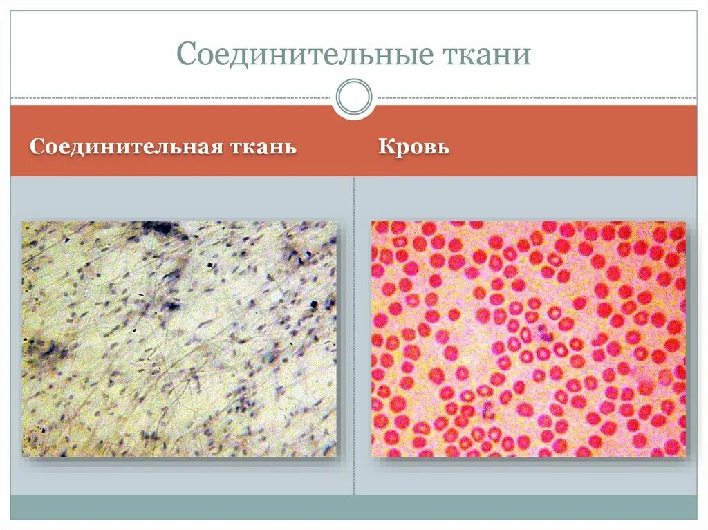 Функция соединительной ткани в мышцах. Кровь соединительная ткань. Соединительная ткань животных кровь. Кровь жидкая соединительная ткань. Кровь Тип соединительной ткани.