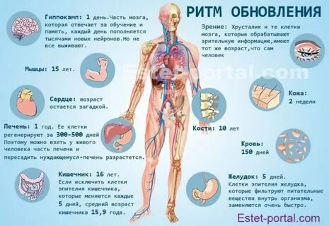 Жизни в человеческом организме