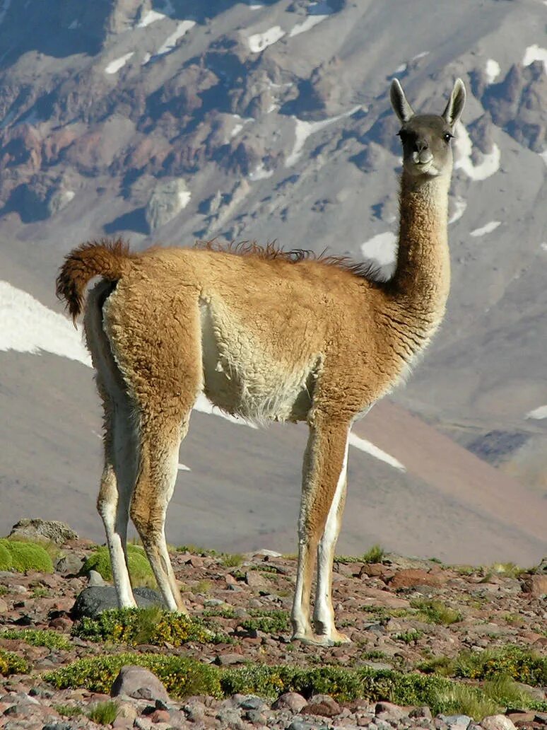 Animal latin. Лама гуанако в Южной Америке. Лама альпака гуанако Викунья. Лама альпака Викунья гуанако отличия. Гуанако Аргентина.