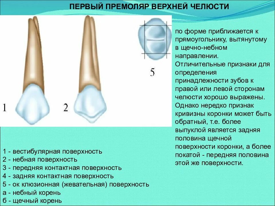 Признаки стороны зуба. Строение коронки премоляров. Зубы строение анатомия премоляров верхней челюсти. Анатомия коронки премоляров.