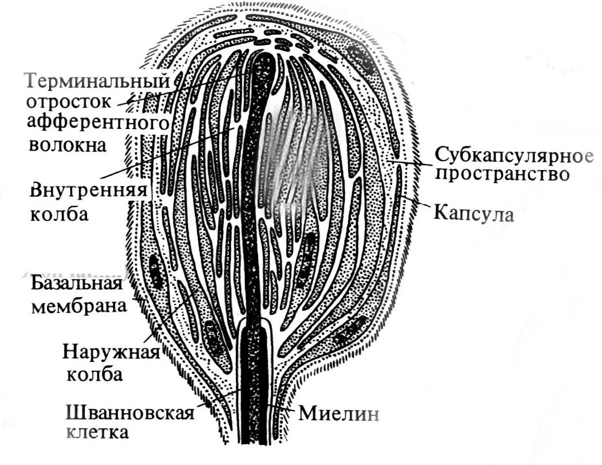 Тельце фатер Пачини строение. Пластинчатые тельца фатера-Пачини строение. Тельца фатера-Пачини физиология. Тельца фатера Пачини препарат. Пластинчатые тела