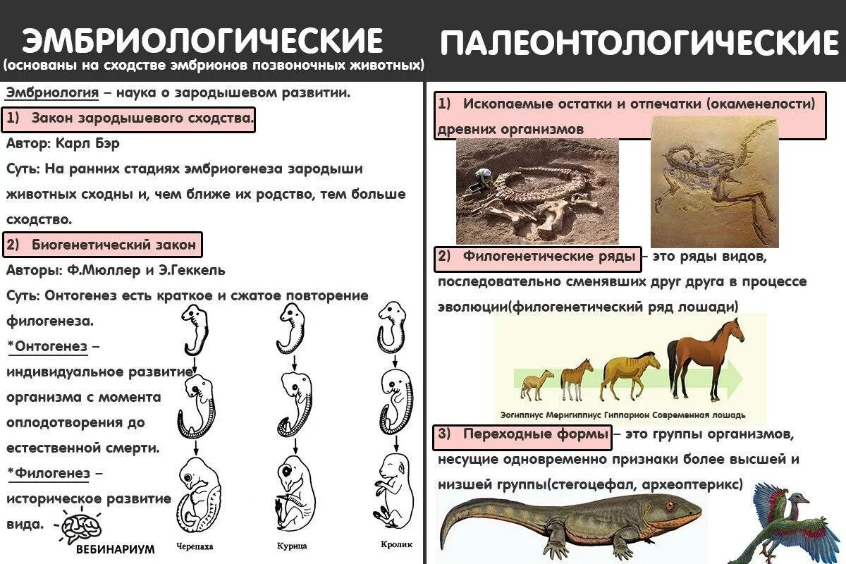 Почему организмы изменяются. Доказательства эволюции 9 класс биология таблица. Таблица доказательства эволюции 11 класс биология. Типы доказательств эволюции таблица.