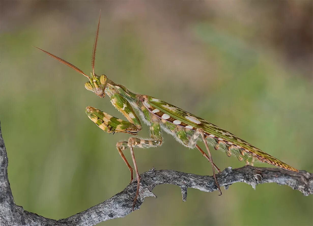 Blepharopsis mendica. Мантиспа обыкновенная. Богомол обыкновенный. Богомол Creobroter meleagris. Российский богомол