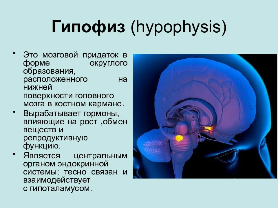 Строение головного мозга гипофиз. Структура головного мозга гипофиз. Функции гипофиза головного мозга. Строение головного мозга гипоталамус и гипофиз. Пример гипофиза