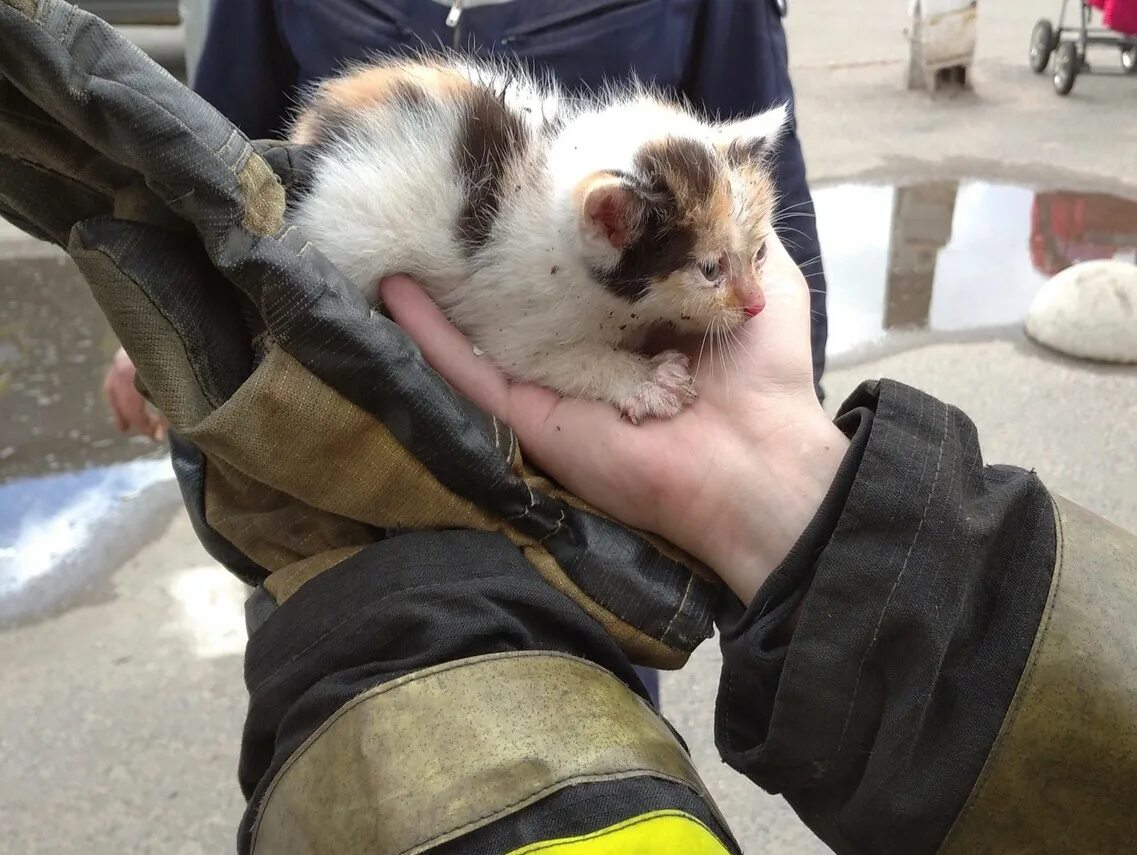 Спас бомжа. Бездомный кот. Спасение бездомных котят.