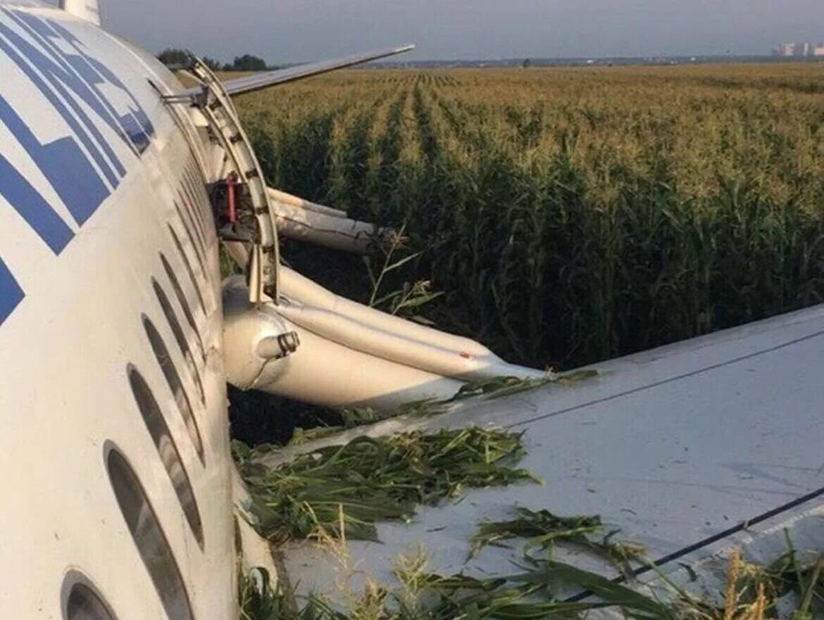 В какое поле сел самолет. На кукурузном поле airbus a321. а321 уральские авиалинии кукурузное поле. уральские авиалинии кукурузное поле. посадка на кукурузное поле а 321.