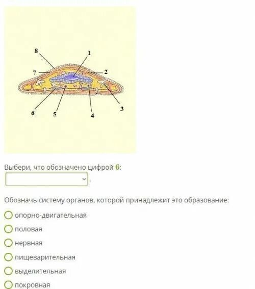 Выбери что обозначено цифрой 5