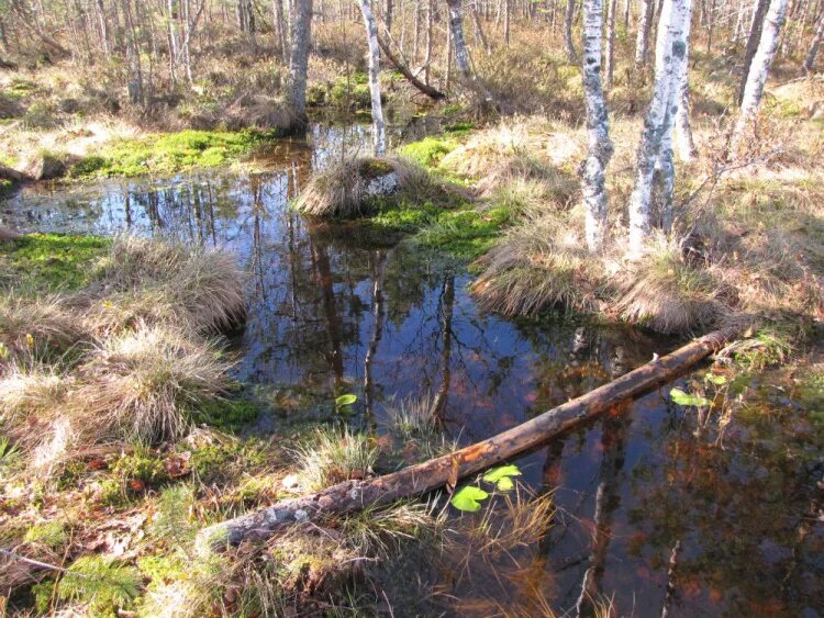 глухарь птица охотничий трофей. глухарь птица хвост. глухариные зори. глухариные зори. глухариные зори.
