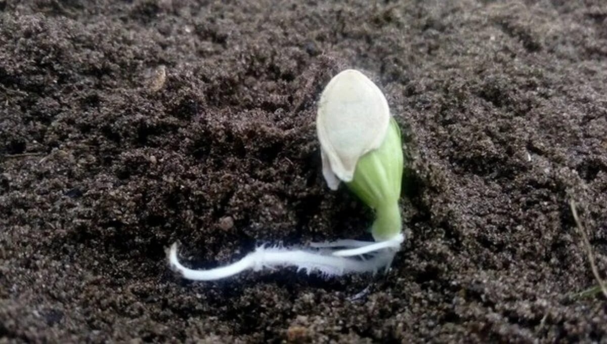Проросшие семена арбуза. Пророщенный Росток тыквы. Семена тыквы прорастание семян. Семена тыквы прорастание. Семена и ростки огурца.