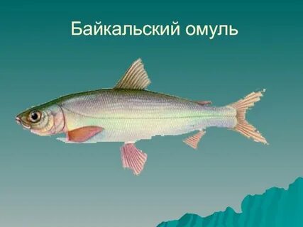 Среда обитания омуля