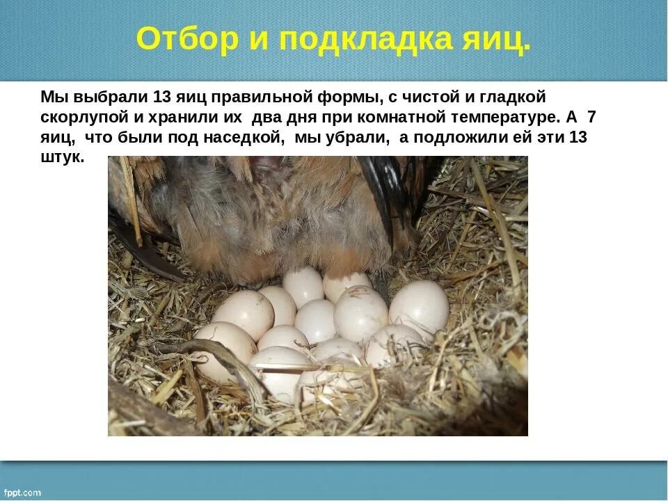 Сколько яиц подкладывать под курицу наседку