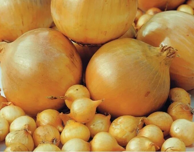 До 250г. Эх лук лучок золотая луковица. Лук золотая луковица слушать. Лук золотая луковица слушать. Эх лук-лучок золотая луковица михеева.