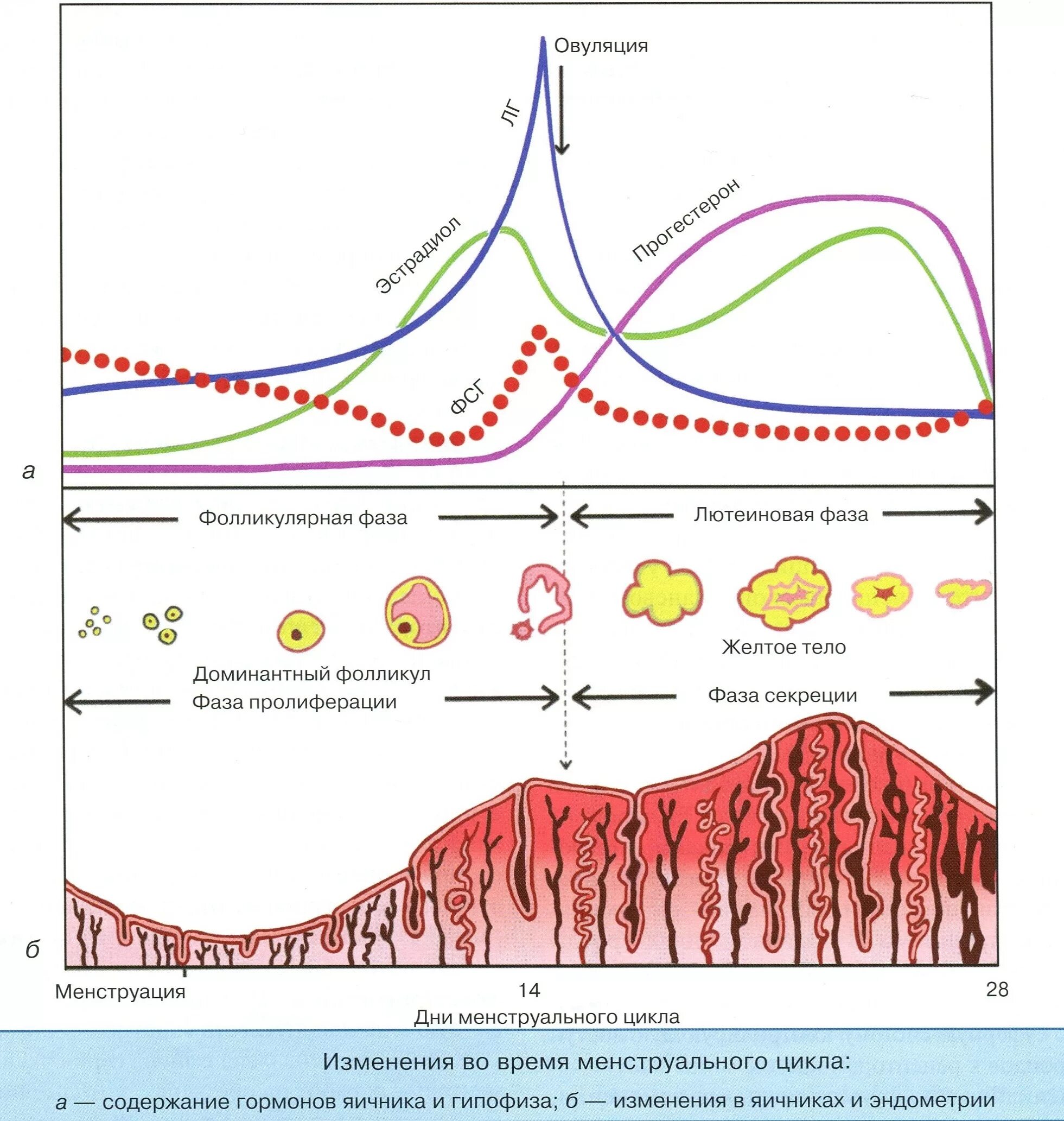 Фазы менструального цикла схема. Фазы цикла менструационного цикла. Менструальный цикл гормоны схема. Гормональные фазы менструационного цикла. Как меняется фаза