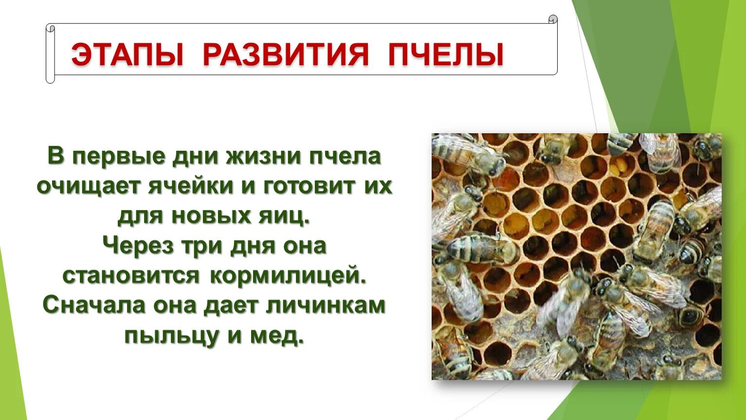 Стадии пчелы. Этапы развития пчелы. этапы жизни пчелы. стадии развития пчелы. цикл развития пчелы по дням.