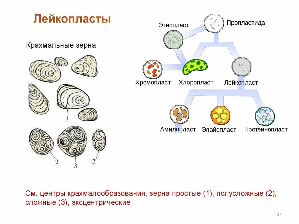 Зерна крахмала в хлоропластах. Крахмальное зерно в растительной клетке. Простое эксцентрическое крахмальное зерно. Крахмальные зерна в лейкопластах. Типы крахмальных зерен картофеля.