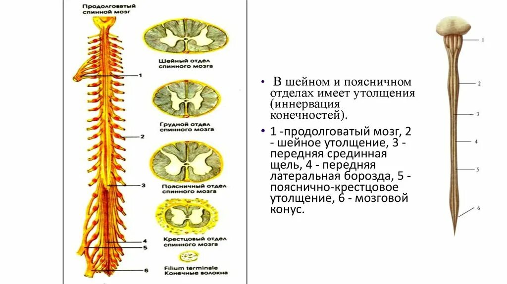 Шейное утолщение и пояснично-крестцовое. Шейное и поясничное утолщение спинного. Шейное утолщение спинного мозга. Шейное и поясничное утолщение спинного мозга.